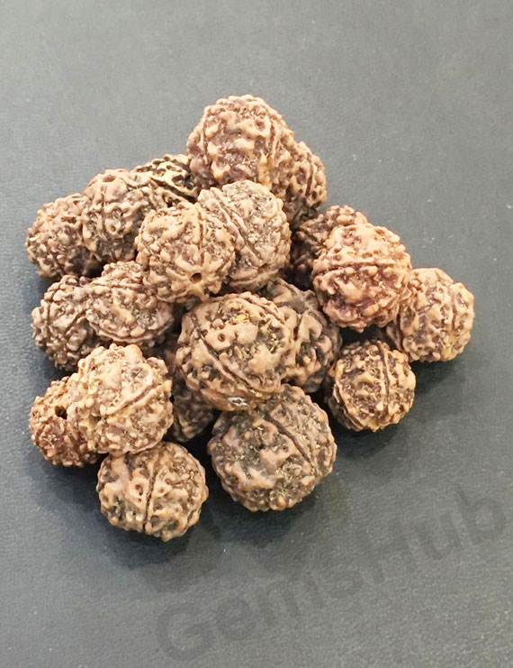 5 Mukhi Nepali Rudraksha 100 pcs